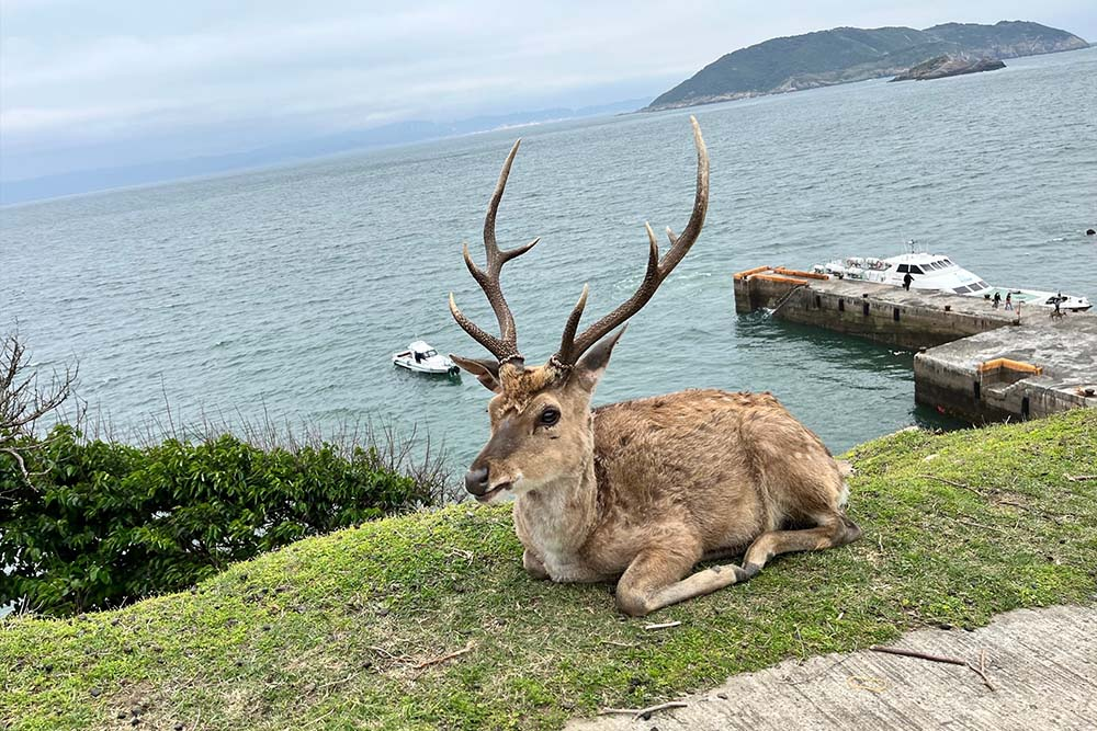 大坵島和夜行藍眼淚